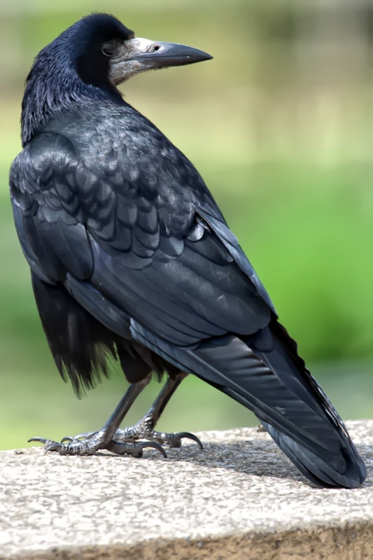 ADW: Corvus frugilegus: INFORMATION